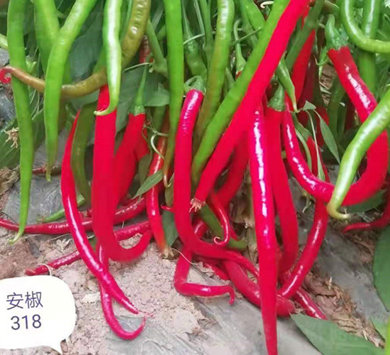 ����318-�����N��-���(y��ng)�r(n��ng)��