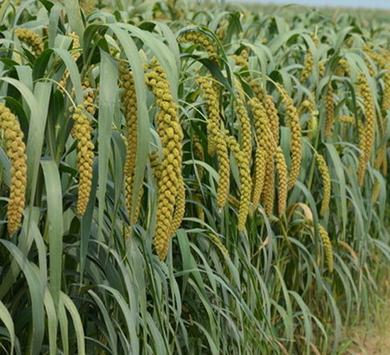 ԥ��42-���ӷN��-����r(n��ng)��