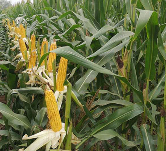 ����706-���׷N��-����r(n��ng)��