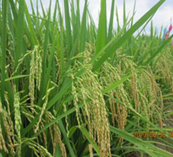 ï�s����-ˮ���N��-�Aï�߿�