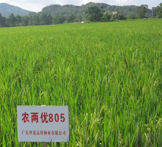 �r(n��ng)�Ƀ�(y��u)805-ˮ���N��-�Aï�߿�