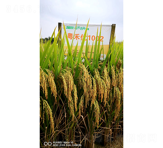 ���̃�(y��u)1002-ˮ���N��-�Aï�߿�