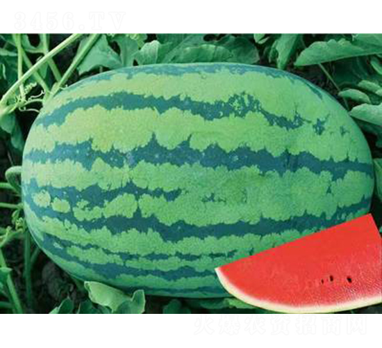 ��ʥ����ϣ��-���ϷN��-��ʥ��