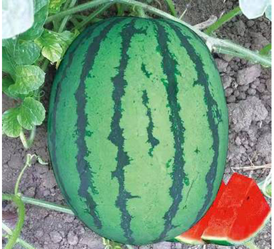 ��ʥ���µ���-���ϷN��-��ʥ��