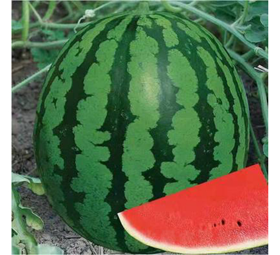 ��ʥ������-���ϷN��-��ʥ��