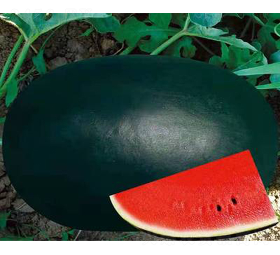 ��ʥ�̺ڰ���-���ϷN��-��ʥ��