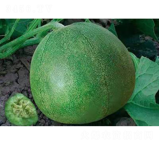 ��ʥ������3̖���G������-��ϷN��-��ʥ��