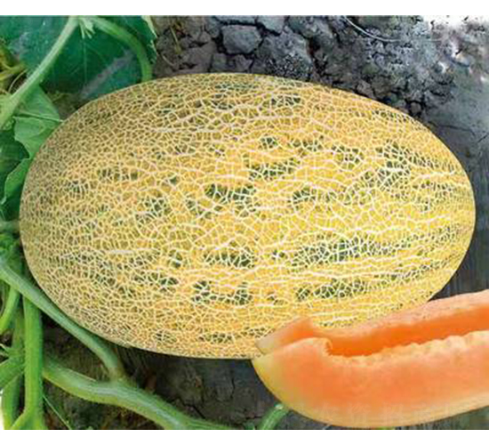 ��ʥ��ʮһ̖��86-1��-��ϷN��-��ʥ��