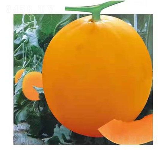 ��ʥ����ʮһ����ڣ�-��ϷN��-��ʥ��