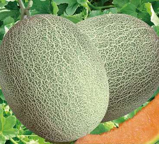 ��ʥ����ʮ�ģ���ͯ��-��ϷN��-��ʥ��