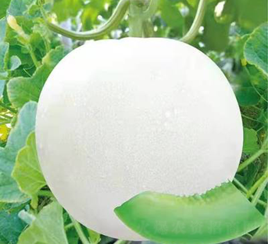 ��ʥ�̾G��1̖(h��o)-��ϷN��-��ʥ��