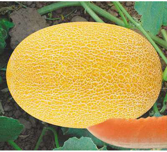 �SƤ�r����21-302��-��ϷN��-��ʥ��