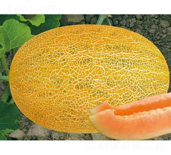 ��ʥ���SƤ86��-��ϷN��-��ʥ��