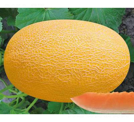 ��ʥ���S������404-405��-��ϷN��-��ʥ��