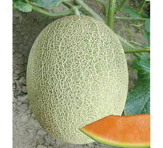 ��ʥ�̶�ʮ��̖��������-��ϷN��-��ʥ��