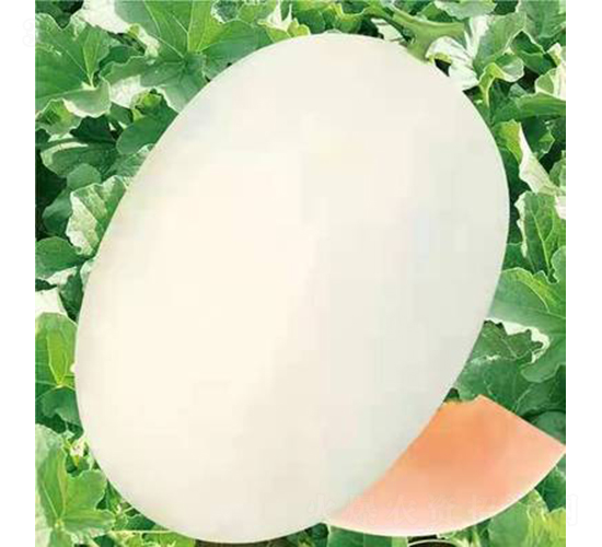 ��ʥ�̴���|����-��ϷN��-��ʥ��