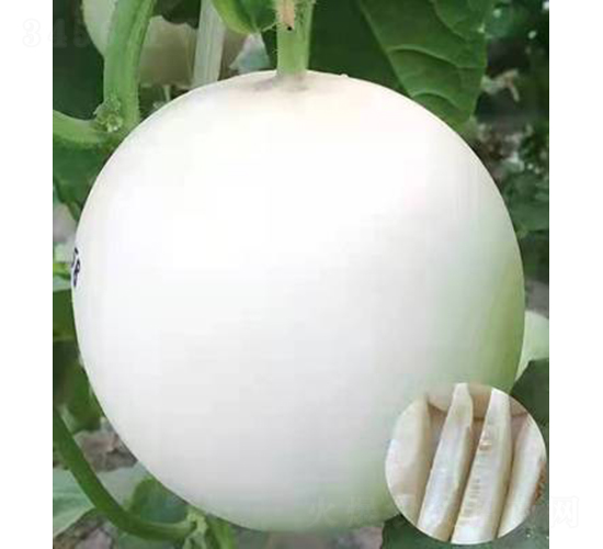 ��ʥ��M21-183��-��ϷN��-��ʥ��