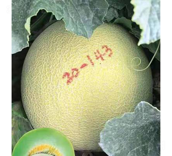 ��ʥ��M20-143-��ϷN��-��ʥ��