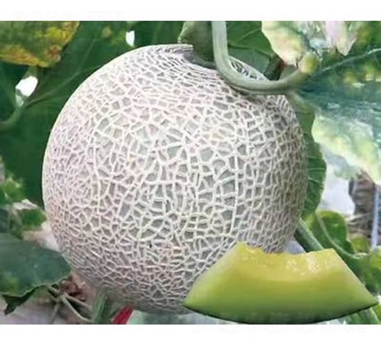 ��ʥ��M20-94��-��ϷN��-��ʥ��