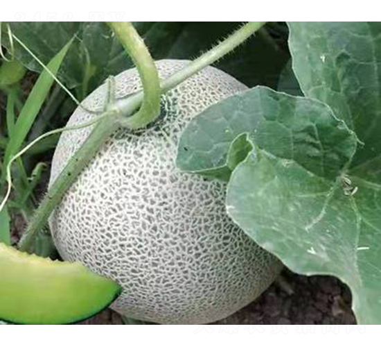 ��ʥ��M18-67-��ϷN��-��ʥ��