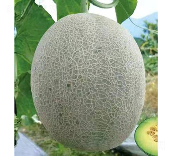 ��ʥ��M18-29-��ϷN��-��ʥ��