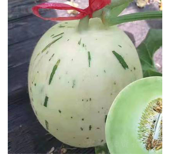 ��ʥ��20-489-��ϷN��-��ʥ��