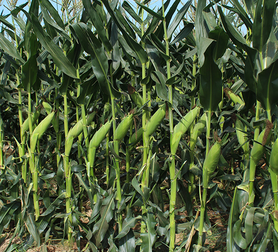 �}��6855-���׷N��-���C�N�I(y��)