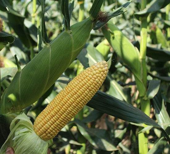 �C��192-���׷N��-���C�N�I(y��)