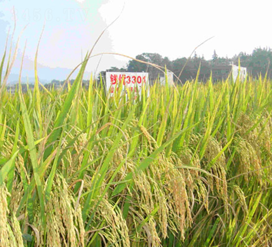 �X��(y��u)3301-ˮ���N��-���C�N�I(y��)