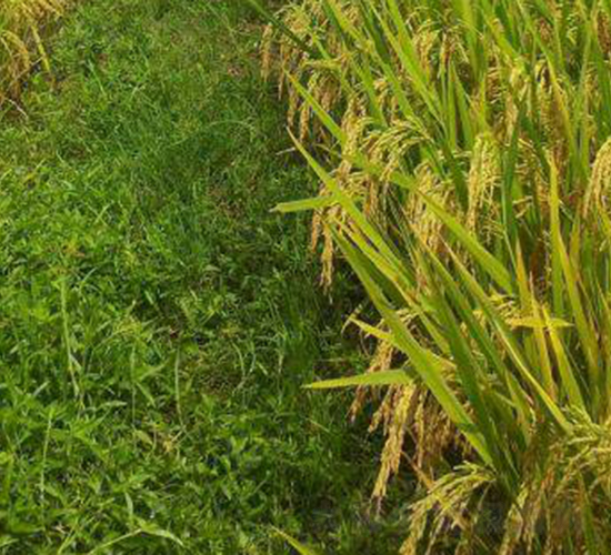 �V�Ƀ�(y��u)6308-ˮ���N��-���C�N�I(y��)