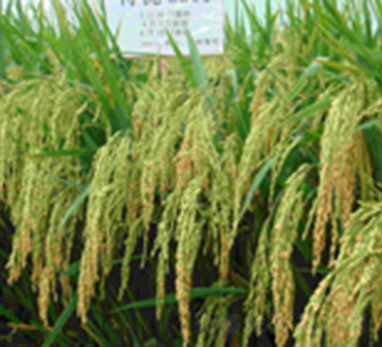 �؃�(y��u)3301-ˮ���N��-���C�N�I(y��)