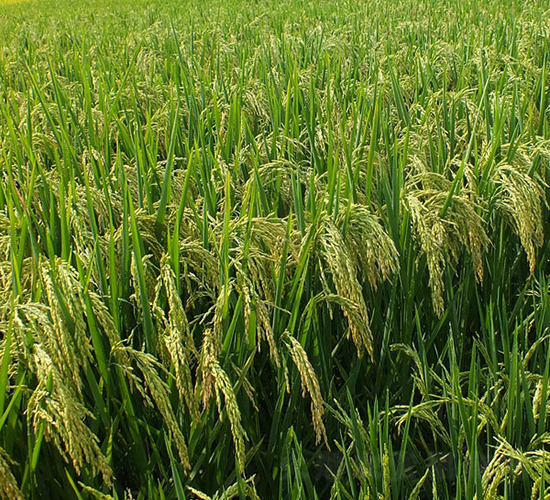 ���Ƀ�(y��u)909-ˮ���N��-ϣ���N�I(y��)