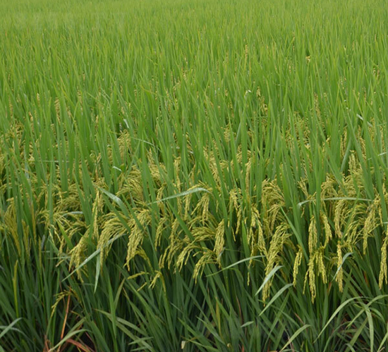 C�Ƀ�(y��u)7̖(h��o)-ˮ���N��-ϣ���N�I(y��)