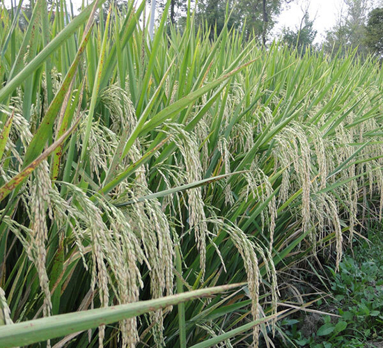 Y�Ƀ�(y��u)25-ˮ���N��-ϣ���N�I(y��)