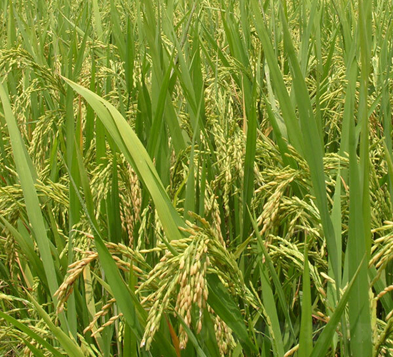 ��Ƀ�(y��u)189-ˮ���N��-ϣ���N�I(y��)