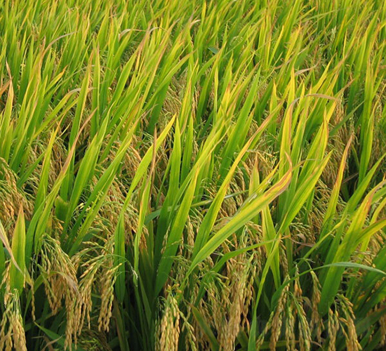 �L�Ƀ�(y��u)35-ˮ���N��-ϣ���N�I(y��)