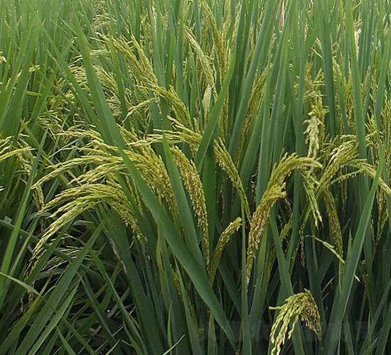 ���Ƀ�(y��u)6̖-ˮ���N��-ϣ���N�I(y��)