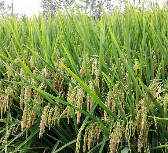 ���Ƀ�(y��u)�Aռ-ˮ���N��-ϣ���N�I(y��)