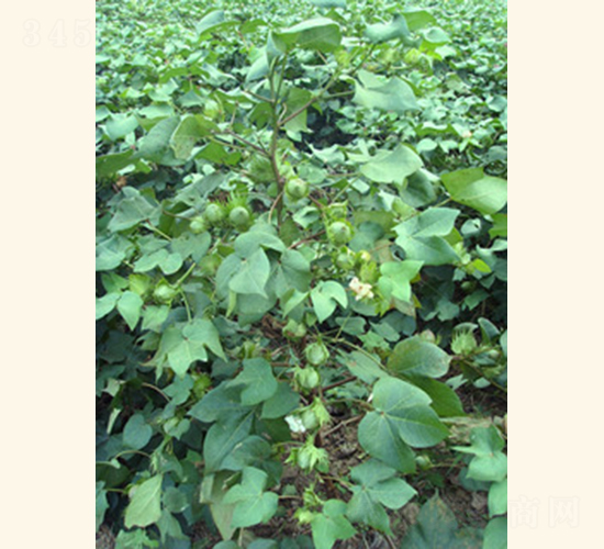 ��(r��n)�s��4̖(h��o)-�޻��N��-���A���r(n��ng)