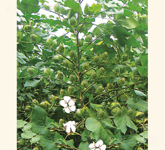 ���s��5̖-�޻��N��-���A���r(n��ng)