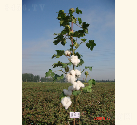 ���s��3̖(h��o)-�޻��N��-���A���r(n��ng)