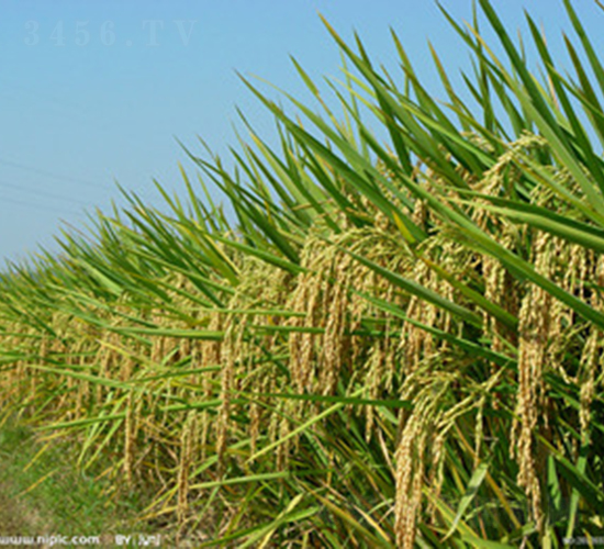 �݃Ƀ�(y��u)901-ˮ���N��-���A���r(n��ng)