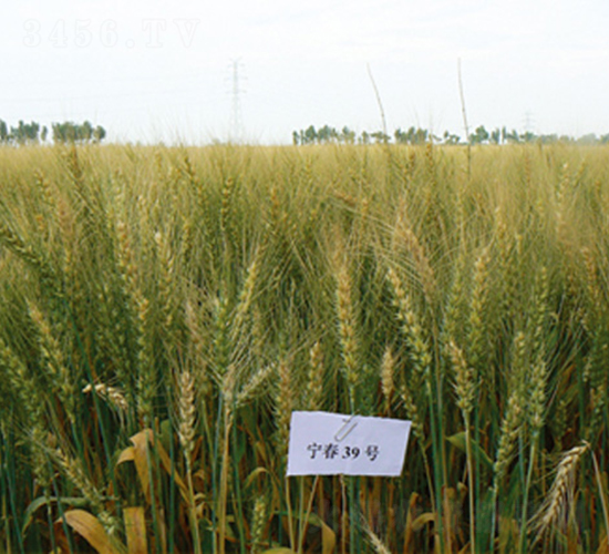 ����39̖(h��o)-С���N��-���S�N�I(y��)