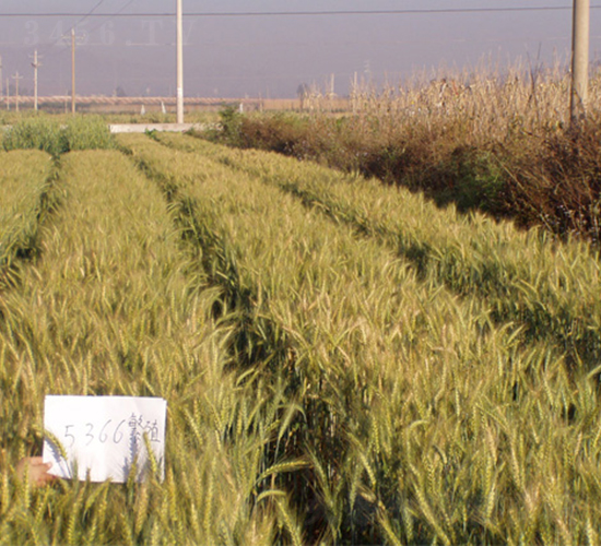 ����50̖-С���N��-���S�N�I(y��)