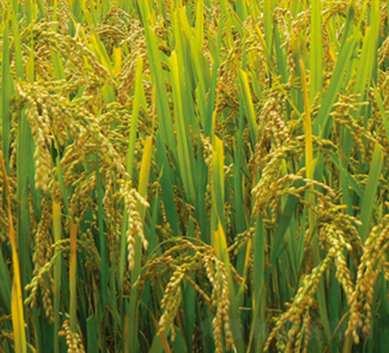 ��Դ4̖(h��o)-ˮ���N��-���S�N�I(y��)