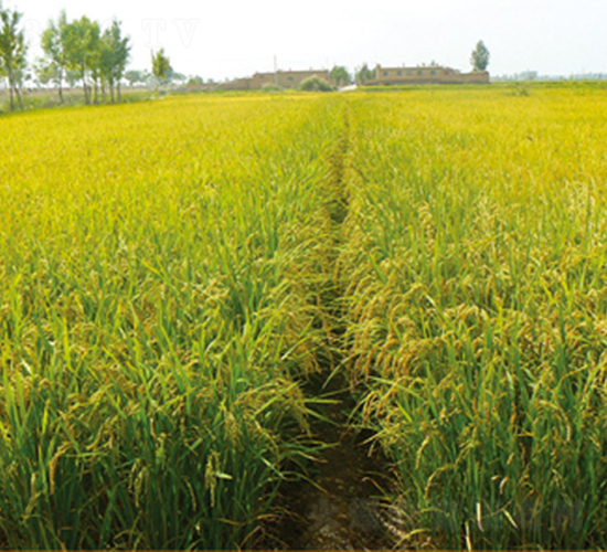 ����24̖(h��o)-ˮ���N��-���S�N�I(y��)