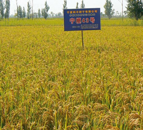 ����43̖(h��o)-ˮ���N��-���S�N�I(y��)