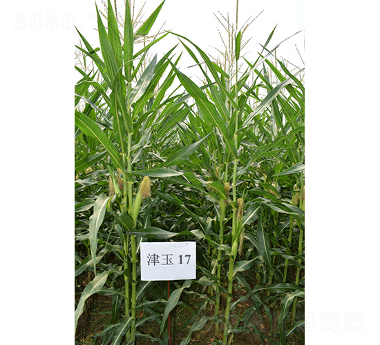 ����17-���׷N��-�y�d�N�I(y��)