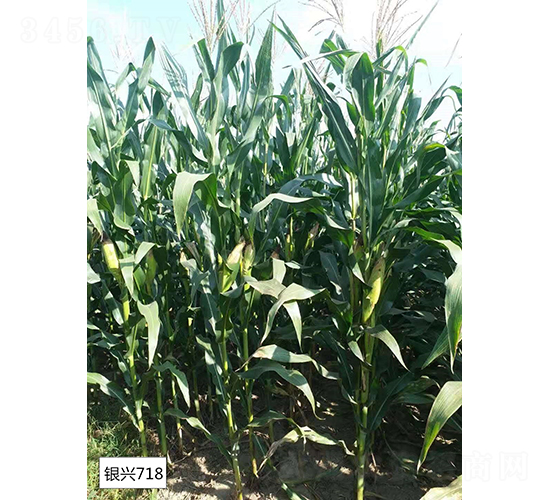 �y�d718-���׷N��-�y�d�N�I(y��)