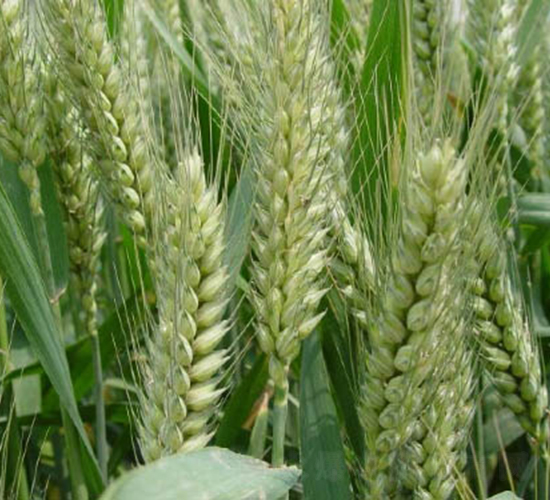 ̩�r(n��ng)18-С���N��-�y�d�N�I(y��)